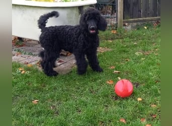 Großpudel schwarze Hündin Welpe Amira