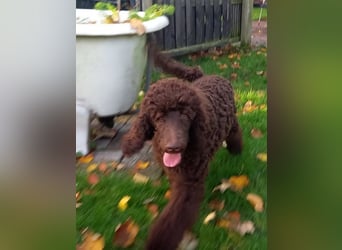 Großpudel braun Rüde Welpe Samu