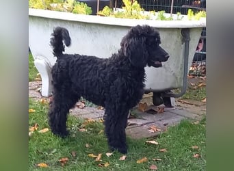 Großpudel schwarze Hündin Welpe Amira