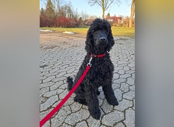 Großpudel / Königspudel schwarze  Junghündin Amira mit DPK/VDH Papiere