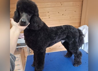 Großpudel / Königspudel Jungrüde schwarz Gary VDH/DPK Papiere