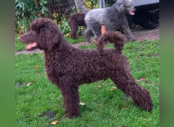 Großpudel braun Rüde Welpe Samu