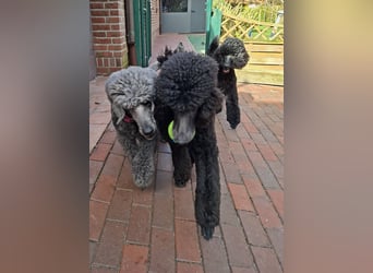 Großpudel / Königspudel Jungrüde schwarz Gary VDH/DPK Papiere