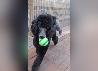 Großpudel / Königspudel Jungrüde schwarz Gary VDH/DPK Papiere