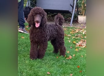 Großpudel braun Rüde Welpe Samu