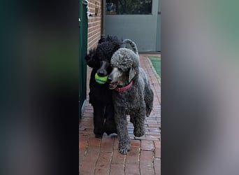 Großpudel / Königspudel Jungrüde schwarz Gary VDH/DPK Papiere