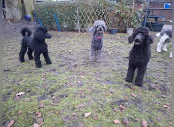 Großpudel / Königspudel Jungrüde schwarz Gary VDH/DPK Papiere