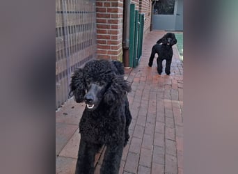 Großpudel / Königspudel Jungrüde schwarz Gary VDH/DPK Papiere