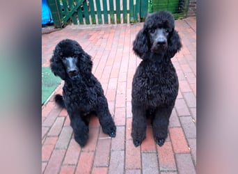Großpudel / Königspudel schwarze Hündin Welpe Amira mit DPK/VDH Papiere