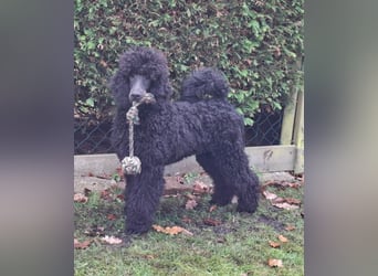 Großpudel / Königspudel Rüde Welpe schwarz Gary VDH/DPK Papiere