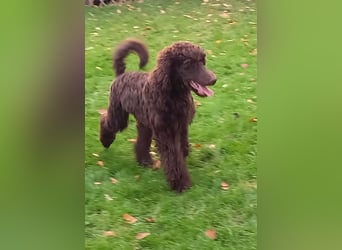 Großpudel braun Rüde Welpe Samu