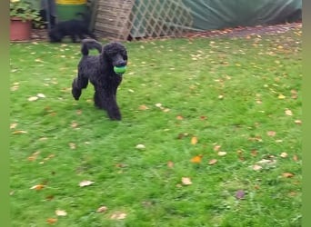 Großpudel Rüde Welpe schwarz,  navi grünes  Halsband