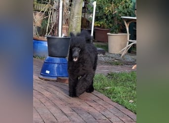 Großpudel / Königspudel Rüde Welpe schwarz Gary VDH/DPK Papiere