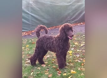 Großpudel braun Rüde Welpe Samu