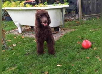 Großpudel braun Rüde Welpe Samu