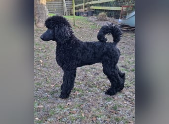 Großpudel / Königspudel schwarze Hündin Welpe Amira mit DPK/VDH Papiere