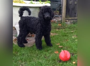 Großpudel schwarze Hündin Welpe Amira