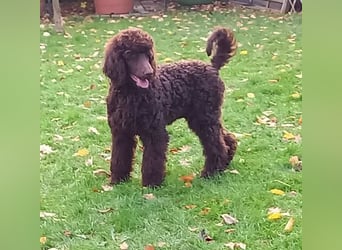 Großpudel braun Rüde Welpe Samu