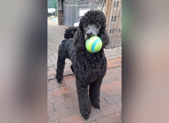 Großpudel / Königspudel Jungrüde schwarz Gary VDH/DPK Papiere