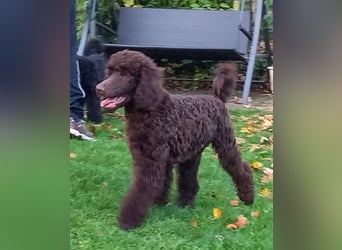 Großpudel braun Rüde Welpe Samu