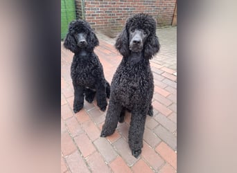 Großpudel / Königspudel Jungrüde schwarz Gary VDH/DPK Papiere