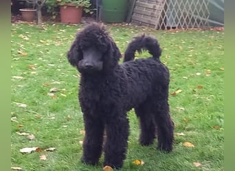 Großpudel Rüde Welpe schwarz,  navi grünes  Halsband