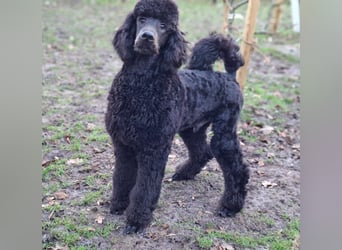 Großpudel / Königspudel Jungrüde schwarz Gary VDH/DPK Papiere