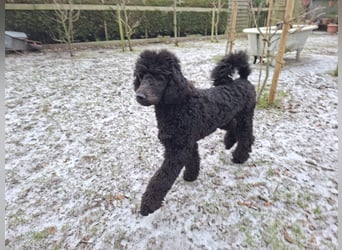 Großpudel / Königspudel Jungrüde schwarz Gary VDH/DPK Papiere