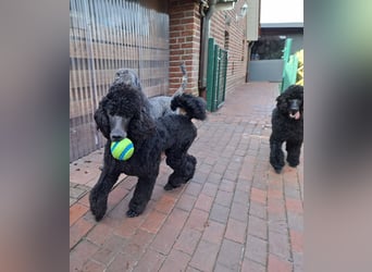 Großpudel / Königspudel Jungrüde schwarz Gary VDH/DPK Papiere