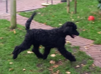 Großpudel schwarze Hündin Welpe Amira