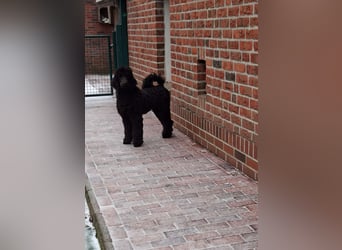 Großpudel / Königspudel Jungrüde schwarz Gary VDH/DPK Papiere