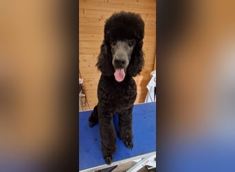 Großpudel / Königspudel Jungrüde schwarz Gary VDH/DPK Papiere