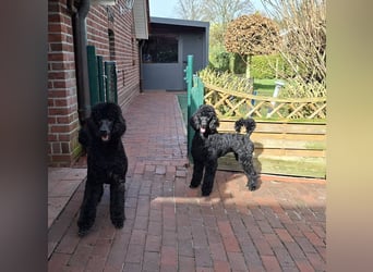 Großpudel / Königspudel Jungrüde schwarz Gary VDH/DPK Papiere