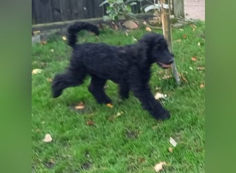 Großpudel schwarze Hündin Welpe Amira