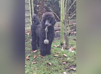 Großpudel / Königspudel Rüde Welpe schwarz Gary VDH/DPK Papiere