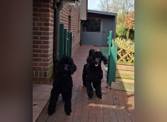 Großpudel / Königspudel Jungrüde schwarz Gary VDH/DPK Papiere