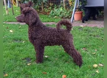 Großpudel braun Rüde Welpe Samu