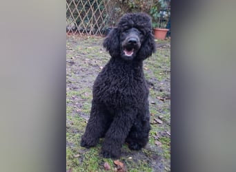 Großpudel / Königspudel Jungrüde schwarz Gary VDH/DPK Papiere