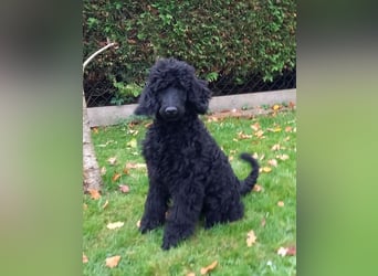 Großpudel schwarze Hündin Welpe Amira