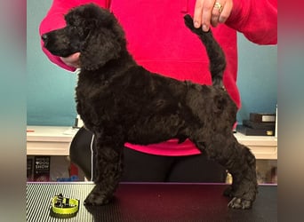 Großpudelwelpen schwarz
