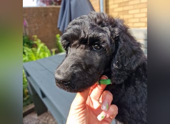 Großpudelwelpen schwarz