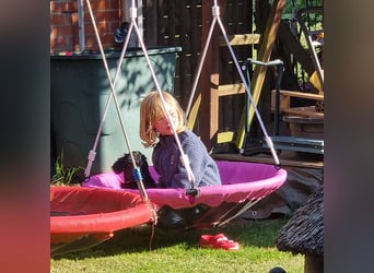 Großpudelwelpen schwarz