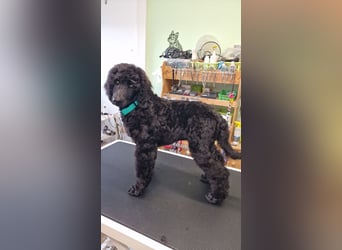 Großpudelwelpen schwarz