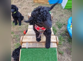 Großpudelwelpen schwarz