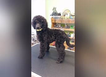 Großpudelwelpen schwarz