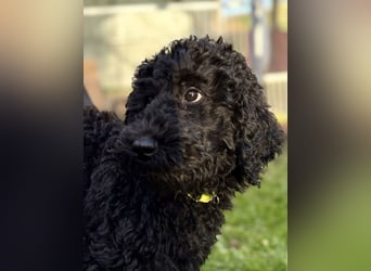 Die Drei vom Kap Arkona (Grosspudelwelpen)