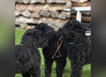 Die Drei vom Kap Arkona (Grosspudelwelpen)