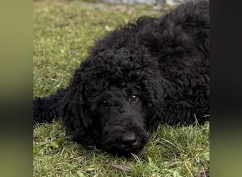 Die Drei vom Kap Arkona (Grosspudelwelpen)