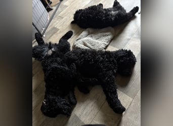 Die Drei vom Kap Arkona (Grosspudelwelpen)