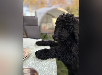 Die Drei vom Kap Arkona (Grosspudelwelpen)